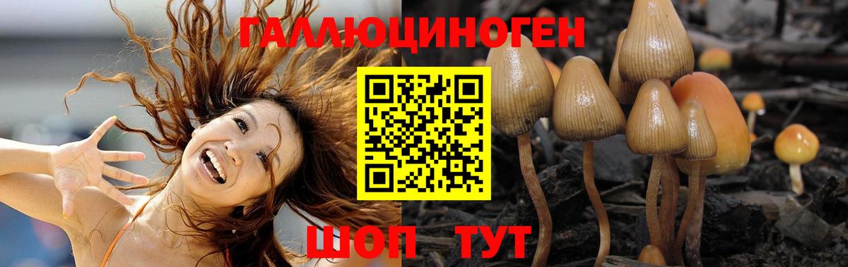 Котовск  даркнет сайт  Вход с VPN  Галлюциногенные грибы Psilocybe 